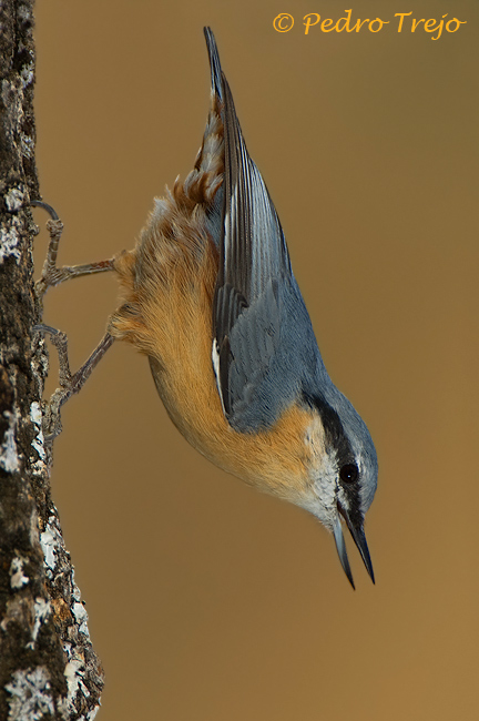 Trepador azul (Sitta europea)